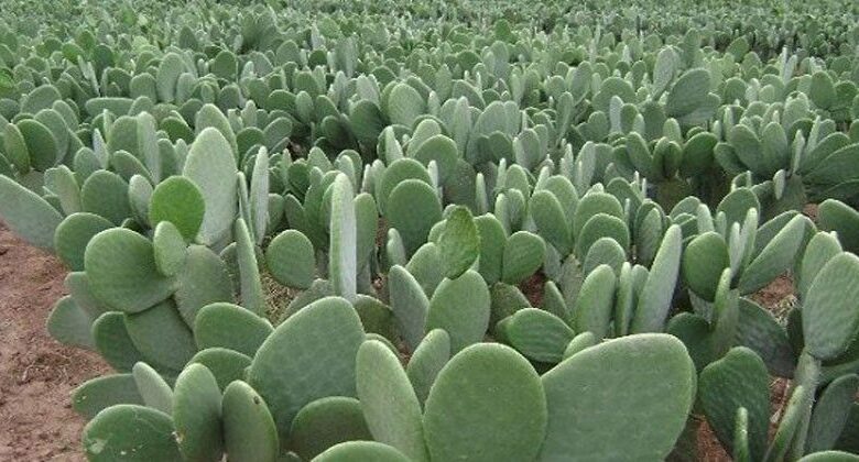 صبار | اصداء الجهة