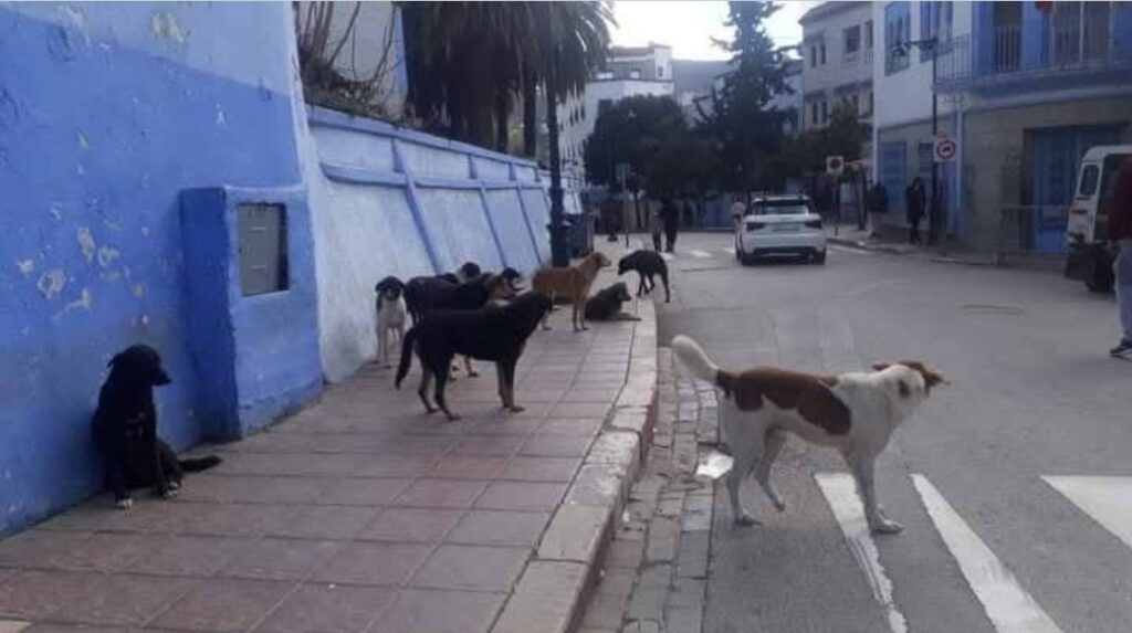 1000214897 | اصداء الجهة
