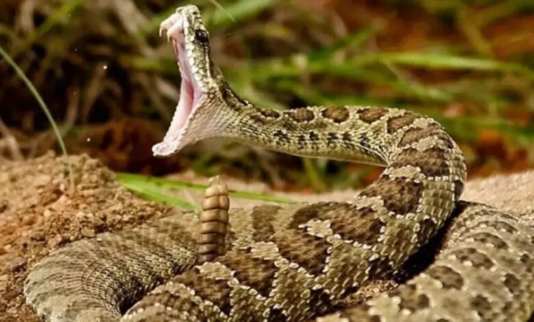 snakebitealhoceima | اصداء الجهة