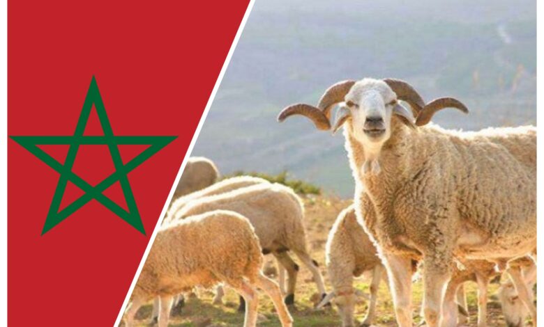 49822776212040128348568167273163091803102078n | اصداء الجهة