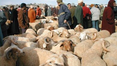 السلطات تُغلق أسواق الأضاحي بعد تعليمات الملك محمد السادس.. قرارات صارمة تشمل طنجة، ورزازات، ومكناس ومدن أخرى