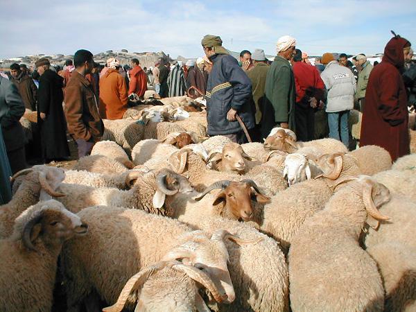 السلطات تُغلق أسواق الأضاحي بعد تعليمات الملك محمد السادس قرارات صارمة تشمل طنجة ورزازات ومكناس ومدن أخرى