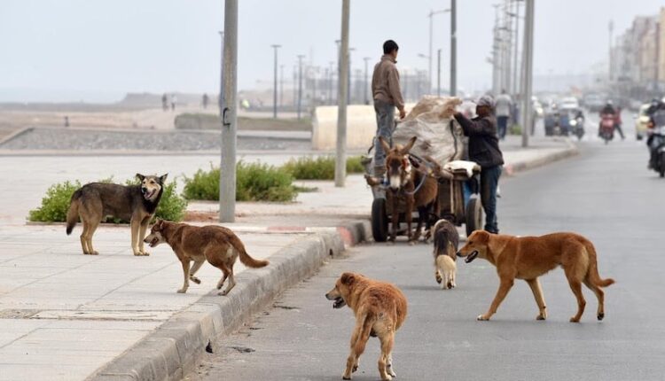 chienrue750x430 | اصداء الجهة
